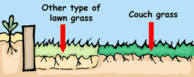 Plant the clean soil with another type of awn grass seed.  Once established this grass will act as a barrier between the Couch grass and your vegetable patch.